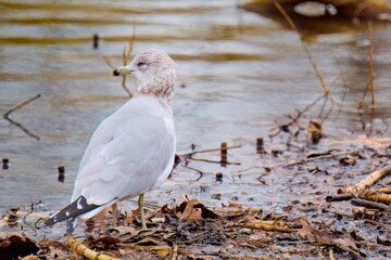 closeup of a gull on the lake coast