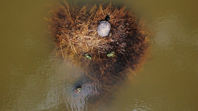Close-up top view of a single turtle atop a small patch of grass in a tranquil pond