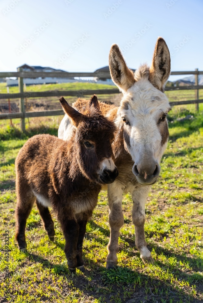 Poster Mother and Baby Miniature Donkey