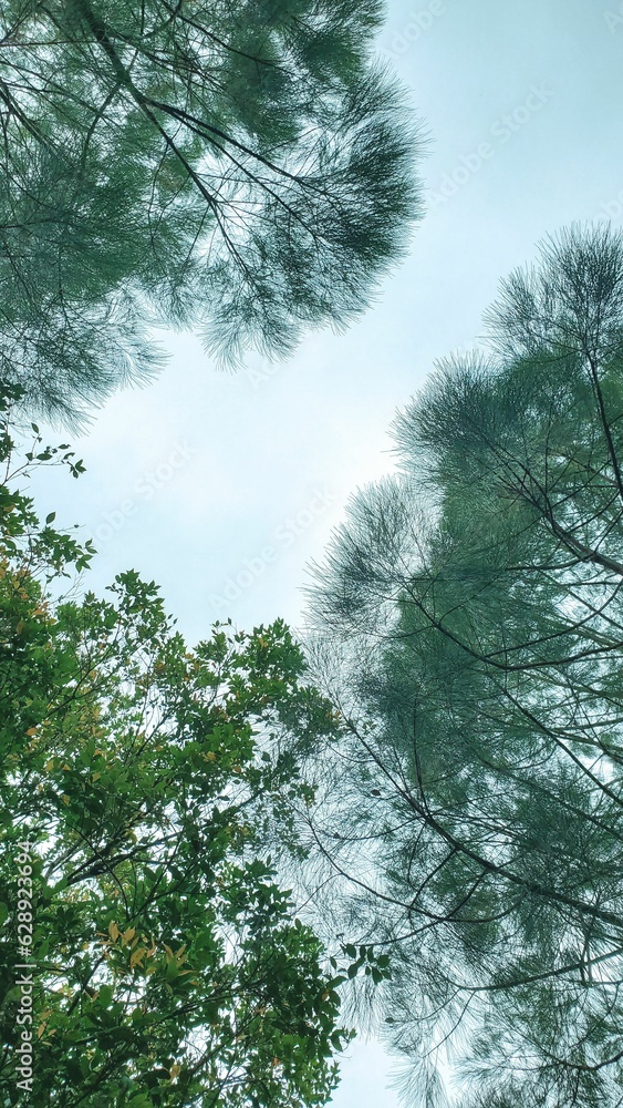 Poster close-up view of lush green tree branches from a low angle viewpoint