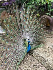Obraz premium Majestic peacock proudly displaying its vibrant plume of feathers