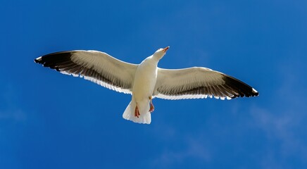 a seagull flying overhead against a blue sky with small clouds