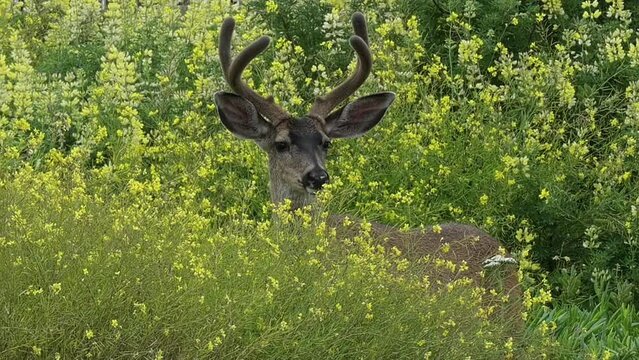 A mule deer buck in a stand of yellow flowers stares at the camera. Camera is locked.