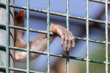 Monkey hand through the cage, closeup