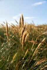 Picturesque rural landscape with lush, emerald green grass and golden sunshine, Cape Woolamai