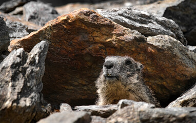A Marmot ( Marmota )