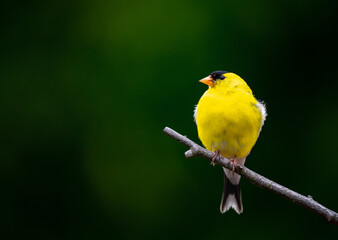 Obraz premium A Goldfinch perching on a tree branch for a portrait