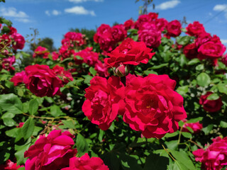 Roses in the garden. Pink roses bush. Green leaves. Summer garden. Fresh red roses blooming. Flora. Pink blossom. Red rose. Close up view. Pretty pink flowers. Blue sky background.