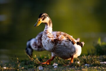 Closeup of Indian runner ducks on a grassy field with a blurry background
