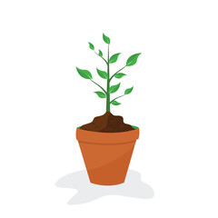 plants in pots, with large stems and leaves. vector illustration