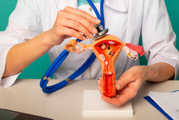 Doctor holding anatomical model female reproductive organs and stethoscope in his office
