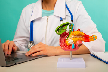 anatomical pancreas model on work desk of doctor