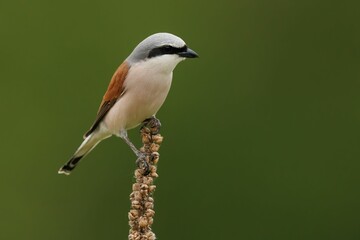 Red-backed shrike bird perched on a thin, dry branch against a lush, verdant background