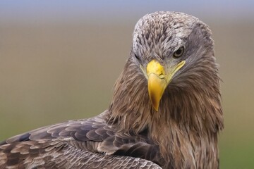Closeup of a majestic white-tailed eagle