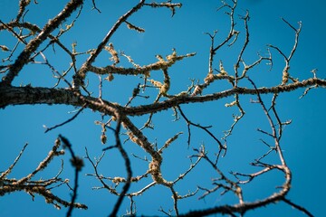 Closeup of a branch of tree under the blue sky