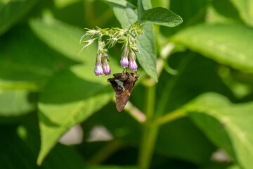 Silver spotted skipper butterfly delicately perched on the stem of a flowering plant