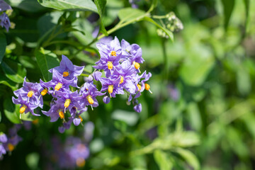 Chilean nightshade (solanum crispum) flowers in bloom