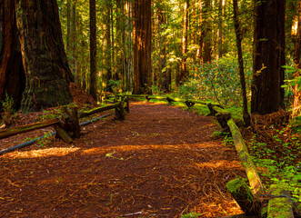 Trail Through Coastal Redwood Tree Forest, Armstrong Woods State Natural Area, Guerneville,...