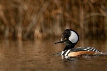 Selective focus shot of a hooded merganser bird floating in a lake - Powered by Adobe