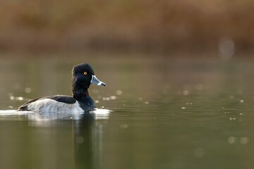 Selective focus shot of a ring necked duck floating on a lake