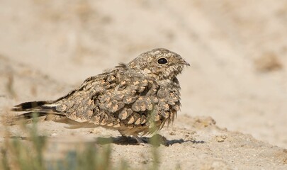 Egyptian Nightjar in Saudi Arabia