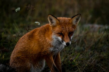 Naklejka na ściany i meble Red fox sitting in a green grassy meadow. Romania.