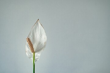Beautiful white peace lily (Spathiphyllum wallisii) flower against a white wall