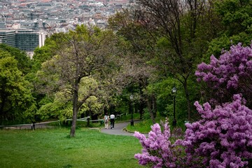 Scenic outdoor view of a couple walking down a trail in a park