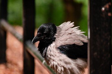 Selective focus shot of a hooded crow perched in a park
