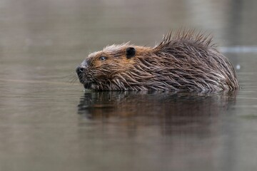 a beaver swimming in a body of water on a rainy day