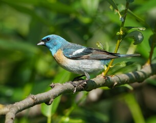 Azure bunting cardinal (Passerina amoena) perched atop a sunlit tree branch