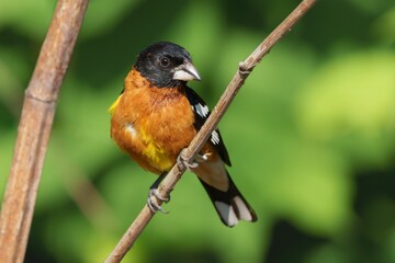 Selective focus shot of a black-headed grosbeak bird perched on a tree branch