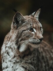 Naklejka na ściany i meble Lynx cat sits on the ground in autumn colors with eyes wide open
