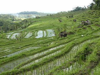 Fototapeta na wymiar Picturesque landscape of lush rows of green rice terraces, with a mountain range in the background