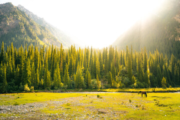 Idyllic summer landscape with hiking trail in the mountains with beautiful fresh green mountain...