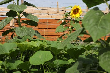 Sunflower grows beautifully and lushly in the garden in summer