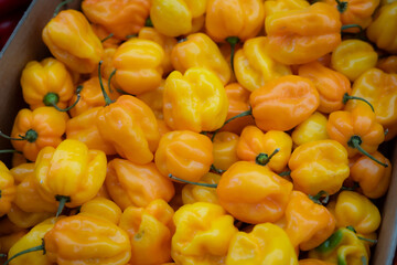 fresh yellow habanero paprikas 