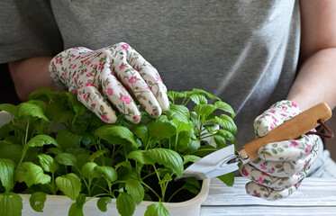 A woman in gardening gloves transplants seedlings of flowers.