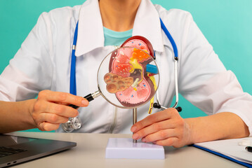 Male doctor showing a model of human kidney using magnifying glass. Early diagnosis and treatment.