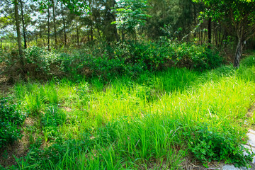 The close-up of the green grass in the rural under the clear sky. Nature scene.