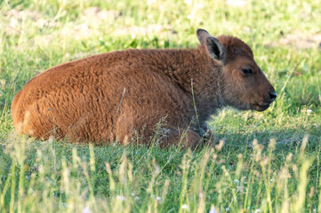 Baby Bison Sits in Hayden Valley