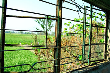 Looking from the window frame with wild grass and the view of green trees and garden outside. Nature scene and rural scene.