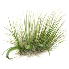 Obraz premium green grass isolated on white