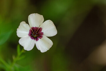 Fototapeta premium Flax Bright Eyes Linum Grandiflorum