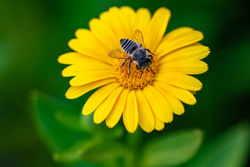 Insect on Calendula Officinalis Flower