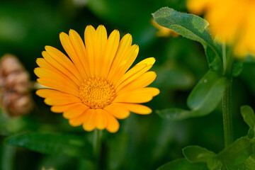 Calendula officinalis flower