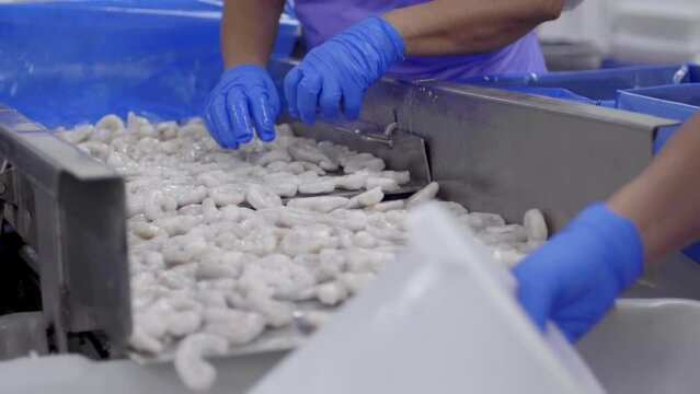Shrimp Factory Workers 4K 24FPS