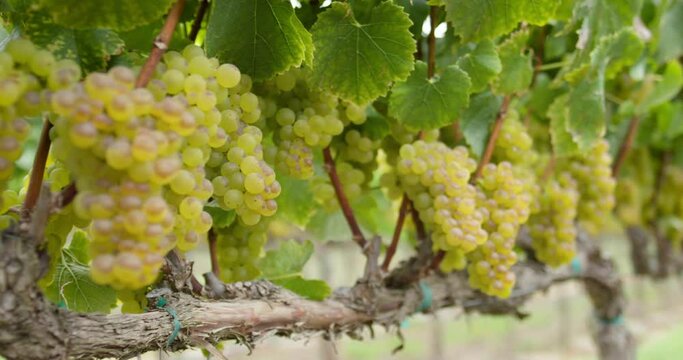 Sonoma Wine Vineyard 4K 24FPS