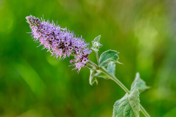 Wild Mint Flower Mentha Arvensis © Levon