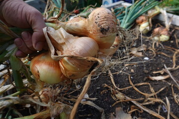 cosechar cebollas en el huerto urbano ecológico, recolectar cebollas en bancal elevado. cultivo de...